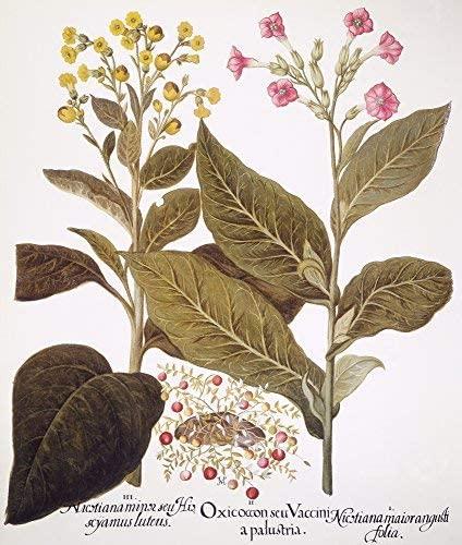 Nicotiana rustica, Nicotiana tabacum