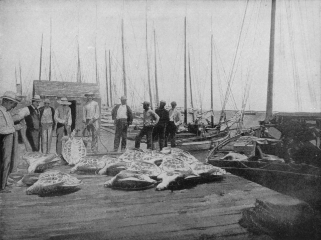Захваченные морские черепахи в Ки-Уэсте, около 1900 г.