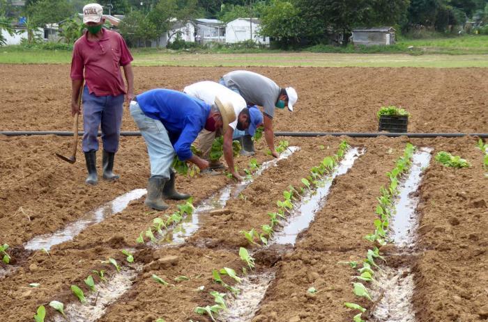 Пинар-дель-Рио ожидает самый маленький урожай в истории табаководческого региона