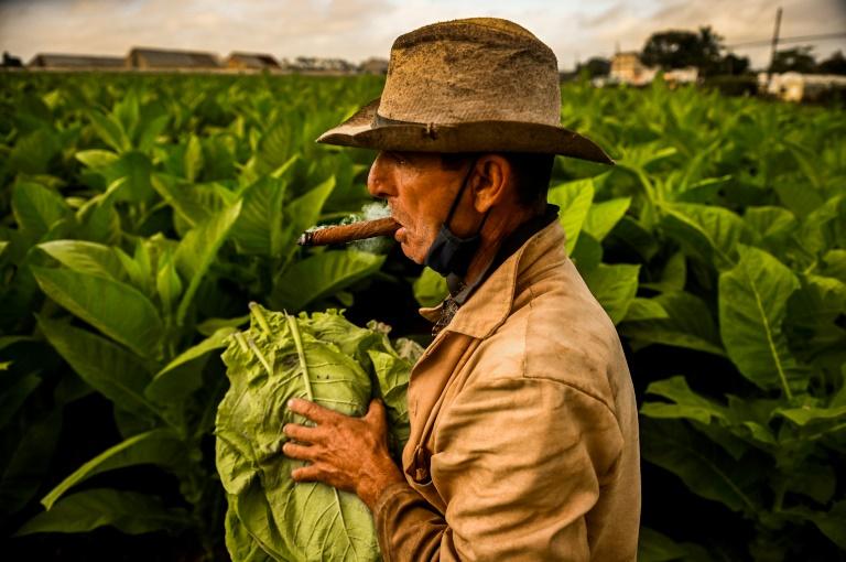 Табачные плантации Кубы