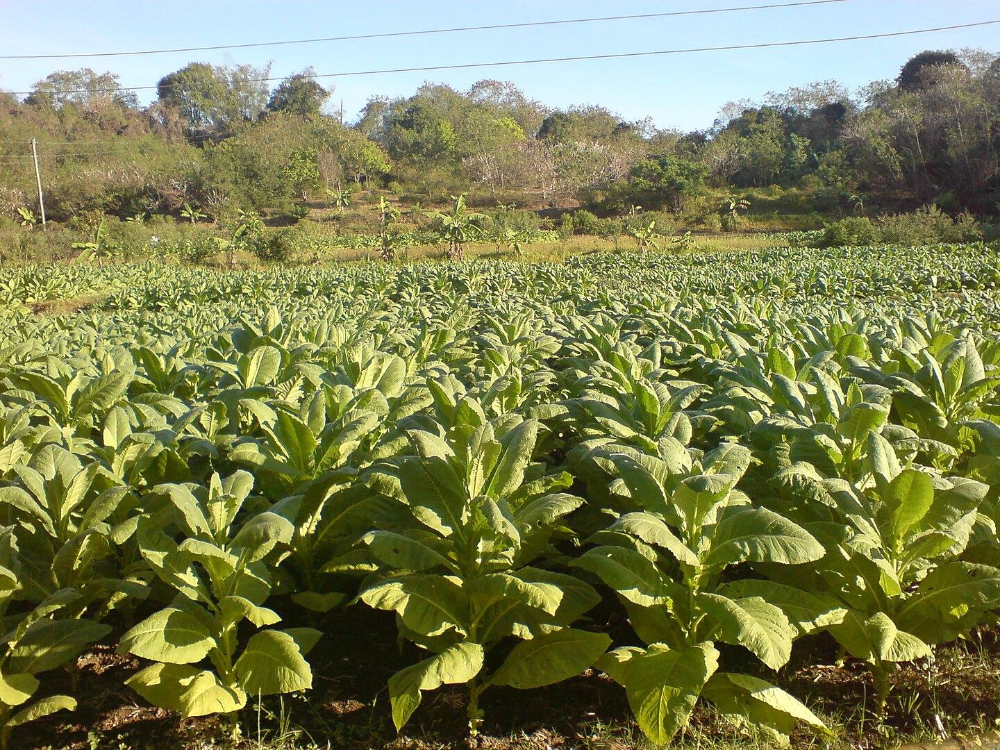 Табачное поле в сельской местности Филиппин