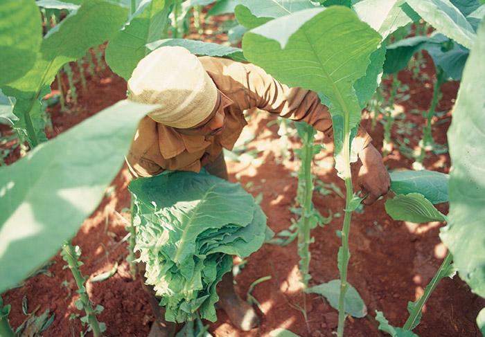 выращивание кубинского табака