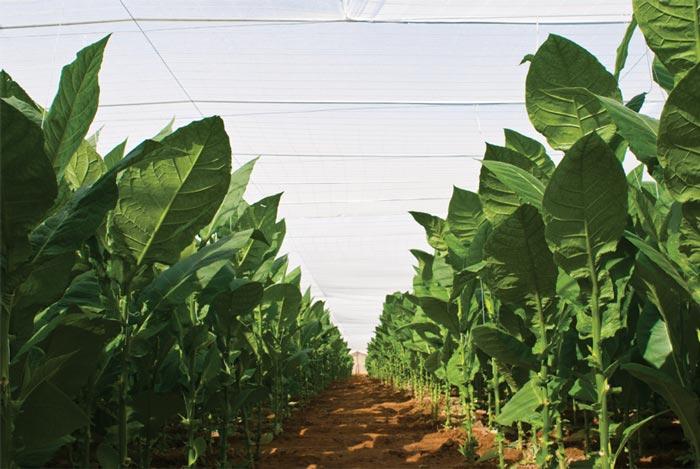 выращивание табака на Кубе