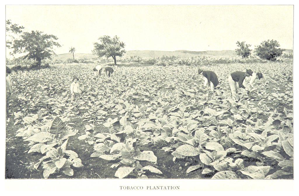 Кубинская табачная плантация историческая фотография