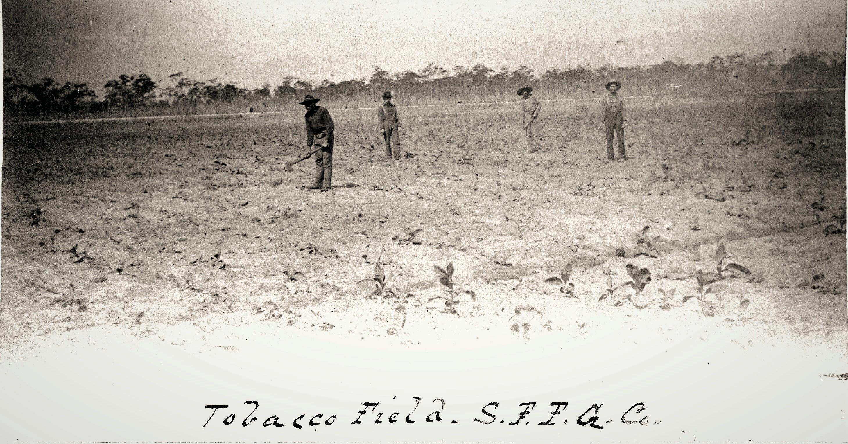 Рабочие возделывают табачное поле 1888 год.